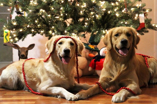 Arson and Willie Xmas12