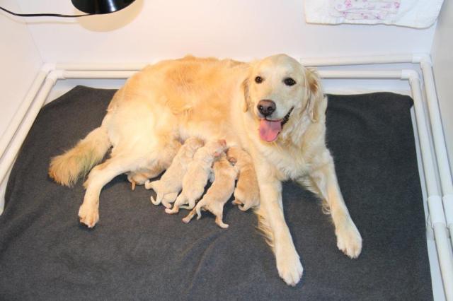 Manny X Sierra Litter