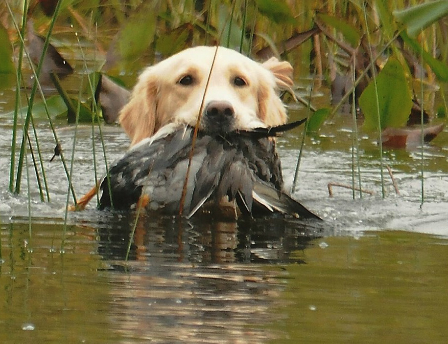 Kimber at 2012 Yankee GR Hunt Test in Senior - Photo by Donna Kelliher