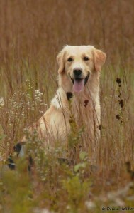Kimber at Senior HT, photo by Donna Kelliher