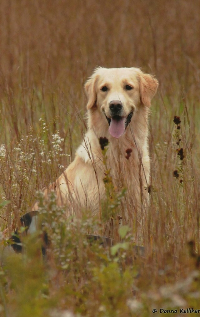 Kimber at Senior HT, photo by Donna Kelliher