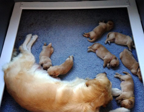 summer litter 1 week