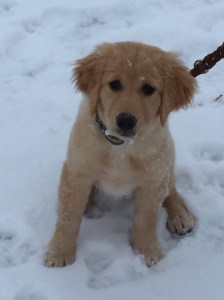 Lyric and first snow, near Pocatello, Idaho, December 2014