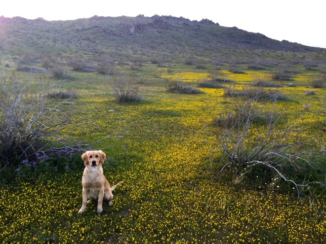 Lyric and our bumper crop of desert wildflowers.