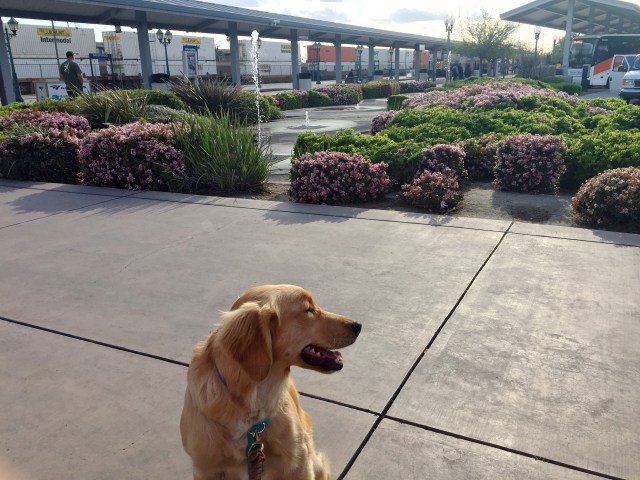 Lyric waiting for train at Bakersfield Amtrak station