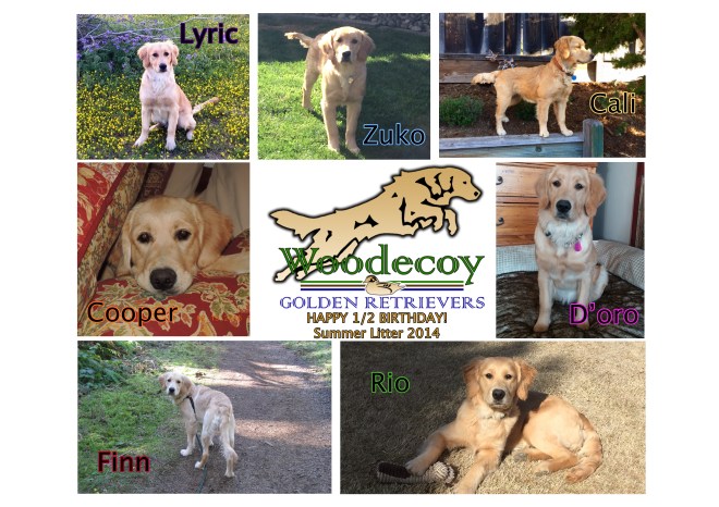 Summer LItter 6 months