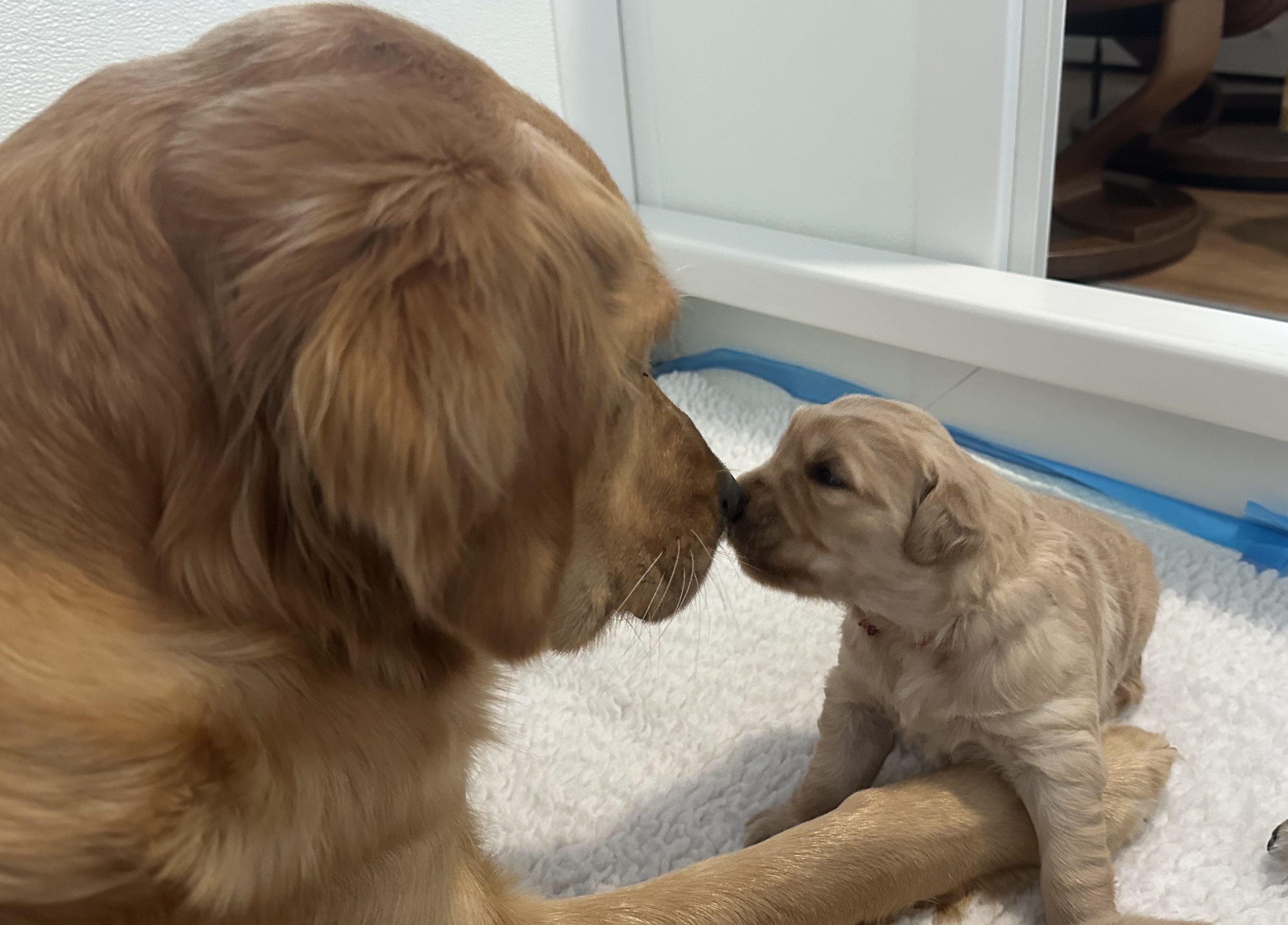 A golden retriever mother and her puppy gently touching noses in a cozy indoor setting.